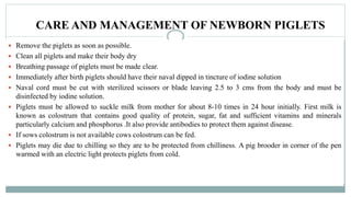 CARE AND MANAGEMENT OF NEWBORN PIGLETS
 Remove the piglets as soon as possible.
 Clean all piglets and make their body dry
 Breathing passage of piglets must be made clear.
 Immediately after birth piglets should have their naval dipped in tincture of iodine solution
 Naval cord must be cut with sterilized scissors or blade leaving 2.5 to 3 cms from the body and must be
disinfected by iodine solution.
 Piglets must be allowed to suckle milk from mother for about 8-10 times in 24 hour initially. First milk is
known as colostrum that contains good quality of protein, sugar, fat and sufficient vitamins and minerals
particularly calcium and phosphorus .It also provide antibodies to protect them against disease.
 If sows colostrum is not available cows colostrum can be fed.
 Piglets may die due to chilling so they are to be protected from chilliness. A pig brooder in corner of the pen
warmed with an electric light protects piglets from cold.
 