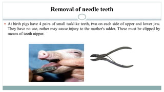 Removal of needle teeth
 At birth pigs have 4 pairs of small tusklike teeth, two on each side of upper and lower jaw.
They have no use, rather may cause injury to the mother's udder. These must be clipped by
means of tooth nipper.
 