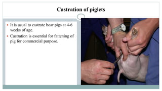 Castration of piglets
 It is usual to castrate boar pigs at 4-6
weeks of age.
 Castration is essential for fattening of
pig for commercial purpose.
 
