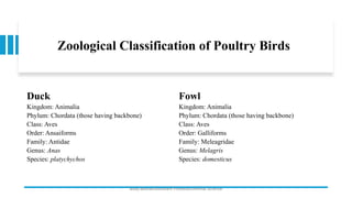 Zoological Classification of Poultry Birds
Duck
Kingdom: Animalia
Phylum: Chordata (those having backbone)
Class: Aves
Order: Ansaiforms
Family: Antidae
Genus: Anas
Species: platychychos
Fowl
Kingdom: Animalia
Phylum: Chordata (those having backbone)
Class: Aves
Order: Galliforms
Family: Meleagridae
Genus: Melagris
Species: domesticus
Boby Basnet/Assistant Professor/Animal Science
 