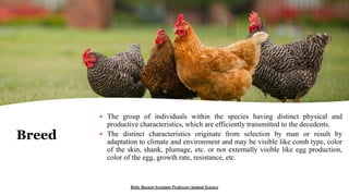 Breed
 The group of individuals within the species having distinct physical and
productive characteristics, which are efficiently transmitted to the decedents.
 The distinct characteristics originate from selection by man or result by
adaptation to climate and environment and may be visible like comb type, color
of the skin, shank, plumage, etc. or not externally visible like egg production,
color of the egg, growth rate, resistance, etc.
Boby Basnet/Assistant Professor/Animal Science
 