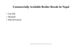 Commercially Available Broiler Breeds In Nepal
 Cob 500
 Marshall
 Hub bird classic
Boby Basnet/Assistant Professor/Animal Science
 