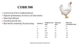 COBB 500
 Lowest cost of live weight produced
 Superior performance on lower cost feed rations
 Most feed efficient
 Excellent growth rate
 Best broiler uniformity for processing
Boby Basnet/Assistant Professor/Animal Science
Age(Days)
Weight for age
(gm)
Daily gain
(gm)
Daily feed
consumption (gm)
7 185 28 35
14 465 53 68
21 943 78 111
28 1524 86 152
35 2191 99 189
42 2857 93 216
 