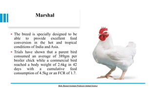 Marshal
 The breed is specially designed to be
able to provide excellent feed
conversion in the hot and tropical
conditions of India and Asia.
 Trials have shown that a parent bird
consumed an average of 389gm per
broiler chick while a commercial bird
reached a body weight of 2.6kg in 42
days with a cumulative feed
consumption of 4.5kg or an FCR of 1.7.
Boby Basnet/Assistant Professor/Animal Science
 