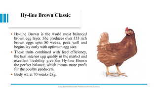 Hy-line Brown Classic
 Hy-line Brown is the world most balanced
brown egg layer. She produces over 355 rich
brown eggs upto 80 weeks, peak well and
begins lay early with optimum egg size.
 These traits combined with feed efficiency,
the best interior egg quality in the market and
excellent livability give the Hy-line Brown
the perfect balance, which means more profit
for the poultry producers.
 Body wt. at 70 weeks-2kg.
Boby Basnet/Assistant Professor/Animal Science
 