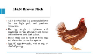 H&N Brown Nick
➢H&N Brown Nick is a commercial layer
that has high peak and persistent
production.
➢The egg weight is optimum with
excellence in Feed efficiency and posses
uniform brown and dark colour.
➢These breed can be used in both cage
and alternative production system.
➢Egg-360 eggs/80 weeks, with an avg. wt
of 62-65gm/egg.
Boby Basnet/Assistant Professor/Animal Science
 