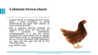 Lohmann brown-classic
➢ Lohman breeds are distinguished by laying
peaks, a great persistency in laying
performances and good shell stability as
well as excellent health.
➢ Due to patented selection methods, all
Lohman brown layers are free from the
TMA syndrome (Thrombotic
microangiopathy is a rare but serious
condition that causes blood clots to damage
small blood vessels in vital organs) despite
the use of feed containing TMA substances,
e.g. rape seed, the eggs will still be free
from fishy odour.
➢ Egg-380/85 weeks.
Boby Basnet/Assistant Professor/Animal Science
 