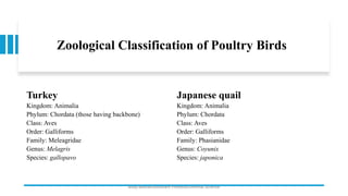 Zoological Classification of Poultry Birds
Turkey
Kingdom: Animalia
Phylum: Chordata (those having backbone)
Class: Aves
Order: Galliforms
Family: Meleagridae
Genus: Melagris
Species: gallopavo
Japanese quail
Kingdom: Animalia
Phylum: Chordata
Class: Aves
Order: Galliforms
Family: Phasianidae
Genus: Coyunix
Species: japonica
Boby Basnet/Assistant Professor/Animal Science
 