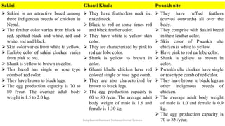Sakini Ghanti Khuile Pwankh ulte
➢ Sakini is an attractive breed among
three indigenous breeds of chicken in
Nepal.
➢ The feather color varies from black to
red, spotted black and white, red and
white, red and black.
➢ Skin color varies from white to yellow.
➢ Earlobe color of sakini chicken varies
from pink to red.
➢ Shank is yellow to brown in color.
➢ This breed has single or rose type
comb of red color.
➢ They have brown to black legs.
➢ The egg production capacity is 70 to
80 /year. The average adult body
weight is 1.5 to 2.0 kg.
➢ They have featherless neck i.e.
naked neck.
➢ Black to red or some times red
and black feather color.
➢ They have white to yellow skin
color.
➢ They are characterized by pink to
red ear lobe color.
➢ Shank is yellow to brown in
color.
➢ Ghanti khuile chicken have red
colored single or rose type comb.
➢ They are also characterized by
brown to black legs.
➢ The egg production capacity is
60 to 80 /year. The average adult
body weight of male is 1.6 and
female is 1.30 kg.
➢ They have ruffled feathers
(curved outwards) all over the
body.
➢ They comprise with Sakini breed
in their feather color.
➢ Skin color of Pwankh ulte
chicken is white to yellow.
➢ Have pink to red earlobe color.
➢ Shank is yellow to brown in
color.
➢ Pwankh ulte chicken have single
or rose type comb of red color.
➢ They have brown to black legs as
other indigenous breeds of
chicken.
➢ The average adult body weight
of male is 1.0 and female is 0.9
kg.
➢ The egg production capacity is
70 to 85 /year.
Boby Basnet/Assistant Professor/Animal Science
 