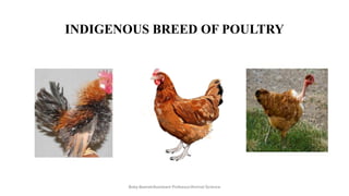 INDIGENOUS BREED OF POULTRY
Boby Basnet/Assistant Professor/Animal Science
 