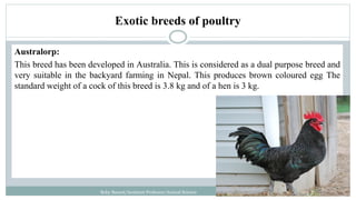 Exotic breeds of poultry
Australorp:
This breed has been developed in Australia. This is considered as a dual purpose breed and
very suitable in the backyard farming in Nepal. This produces brown coloured egg The
standard weight of a cock of this breed is 3.8 kg and of a hen is 3 kg.
Boby Basnet/Assistant Professor/Animal Science
 