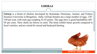 Giriraj is a breed of chicken developed by Karnataka Veterinary, Animal, and Fishery
Sciences University in Bengaluru, India. Giriraja females lay a large number of eggs, 130–
150 per year, with each egg weighing 52-55 grams. The eggs have a good hatchability (80–
85 per cent). Their shells are brown in color. The birds exhibit better growth compared to
local varieties, and are suited for mixed and backyard farming.
Boby Basnet/Assistant Professor/Animal Science
GIRIRAJ
 