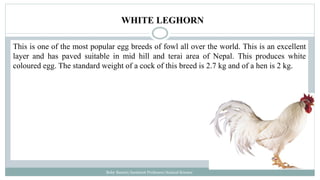 This is one of the most popular egg breeds of fowl all over the world. This is an excellent
layer and has paved suitable in mid hill and terai area of Nepal. This produces white
coloured egg. The standard weight of a cock of this breed is 2.7 kg and of a hen is 2 kg.
Boby Basnet/Assistant Professor/Animal Science
WHITE LEGHORN
 