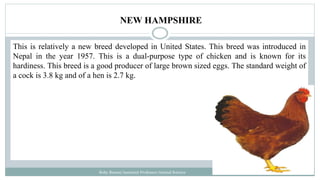 This is relatively a new breed developed in United States. This breed was introduced in
Nepal in the year 1957. This is a dual-purpose type of chicken and is known for its
hardiness. This breed is a good producer of large brown sized eggs. The standard weight of
a cock is 3.8 kg and of a hen is 2.7 kg.
Boby Basnet/Assistant Professor/Animal Science
NEW HAMPSHIRE
 