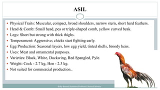 ASIL
Boby Basnet/Assistant Professor/Animal Science
 Physical Traits: Muscular, compact, broad shoulders, narrow stern, short hard feathers.
 Head & Comb: Small head, pea or triple-shaped comb, yellow curved beak.
 Legs: Short but strong with thick thighs.
 Temperament: Aggressive; chicks start fighting early.
 Egg Production: Seasonal layers, low egg yield, tinted shells, broody hens.
 Uses: Meat and ornamental purposes.
 Varieties: Black, White, Duckwing, Red Spangled, Pyle.
 Weight: Cock - 2.7 kg, Hen - 2.3 kg.
 Not suited for commercial production..
 