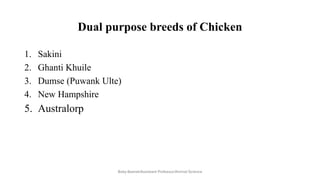 Dual purpose breeds of Chicken
1. Sakini
2. Ghanti Khuile
3. Dumse (Puwank Ulte)
4. New Hampshire
5. Australorp
Boby Basnet/Assistant Professor/Animal Science
 