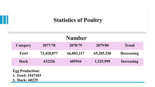 Statistics of Poultry
Category 2077/78 2078/79 2079/80 Trend
Fowl 73,418,077 66,803,117 65,205,250 Decreasing
Duck 432226 605944 1,325,999 Increasing
Number
Egg Production:
1. Fowl: 1547103
2. Duck: 60229
 