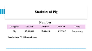 Statistics of Pig
Category 2077/78 2078/79 2079/80 Trend
Pig 15,88,838 15,04,624 13,57,507 Decreasing
Number
Production: 32533 metric ton
 