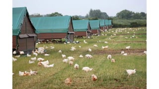 2) Semi-intensive system
This system is adopted where limited free space is available. It is necessary to provide 10-15 sq. m. inside run and 20-30
sq.m. out side run per bird.
Advantages
Protection against predatory animals is possible.
The birds gets the opportunity to move in the fresh ground.
Disadvantages
 The run may get infested with the droppings.
 The poultry birds may be infected with infectious and contagious disease.
Boby Basnet/Assistant Professor/Animal Science
 