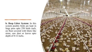 b. Deep Litter System: In this
system poultry birds are kept in
large pens upto 250 birds each,
on floor covered with litters like
straw, saw dust or leaves upto
depth of 8-12 inchs.
 
