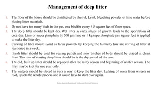 Management of deep litter
1. The floor of the house should be disinfected by phenyl, Lysol, bleaching powder or lime water before
placing litter materials.
2. Do not have too many birds in the pen, one bird for every 4-5 square feet of floor space.
3. The deep litter should be kept dry. Wet litter in early stages of growth leads to the sporulation of
coccidia. Lime or super phosphate @ 500 gm lime or 1 kg superphosphate per square feet is applied
to make the litter dry.
4. Cacking of litter should avoid as far as possible by keeping the humidity low and stirring of litter at
least once in a week.
5. Fresh litter should be used for rearing pullets and new batches of birds should be placed in clean
litter. The time of starting deep litter should be in the dry period of the year.
6. The old, built up litter should be replaced after the rainy season and beginning of winter season. The
litter maybe kept for one year only.
7. The waterer should be placed in such a way to keep the litter dry. Leaking of water from waterer or
roof, upsets the whole process and it would have to start over again.
Boby Basnet/Assistant Professor/Animal Science
 