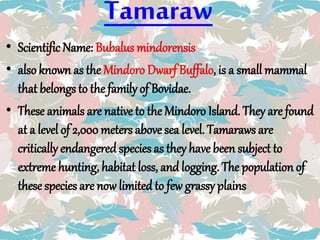 Tamaraw
• Scientific Name: Bubalus mindorensis
• also known as the Mindoro Dwarf Buffalo, is a small mammal
that belongs to the familyof Bovidae.
• These animals are native to the Mindoro Island. They are found
at a level of 2,000meters above sea level. Tamaraws are
critically endangered species as they have been subject to
extreme hunting, habitat loss, and logging. The population of
these species are now limited to few grassy plains
 