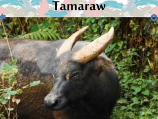 Tamaraw
 