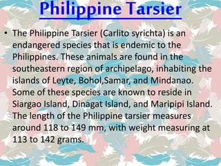 Philippine Tarsier
• The Philippine Tarsier (Carlito syrichta) is an
endangered species that is endemic to the
Philippines. These animals are found in the
southeastern region of archipelago, inhabiting the
islands of Leyte, Bohol,Samar, and Mindanao.
Some of these species are known to reside in
Siargao Island, Dinagat Island, and Maripipi Island.
The length of the Philippine tarsier measures
around 118 to 149 mm, with weight measuring at
113 to 142 grams.
 