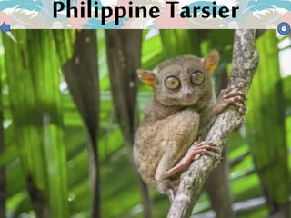 Philippine Tarsier
 