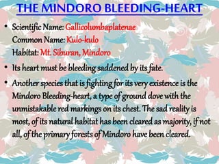 THE MINDOROBLEEDING-HEART
• Scientific Name: Gallicolumbaplatenae
Common Name: Kulo-kulo
Habitat: Mt. Siburan, Mindoro
• Its heart must be bleeding saddened by its fate.
• Another species that is fighting for its very existence is the
Mindoro Bleeding-heart, a type of ground dove with the
unmistakable red markings on its chest. The sad reality is
most, of its natural habitat has been cleared as majority, if not
all, of the primary forests of Mindoro have been cleared.
 