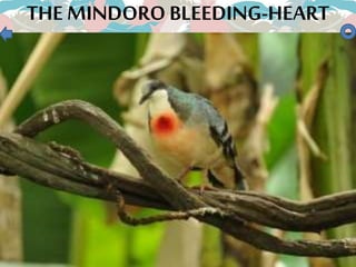 THE MINDOROBLEEDING-HEART
 