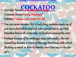 COCKATOO• Scientific Name: Cacatuahaematuropygia
Common Name: Katala, Kalangay
Habitat: Palawan, only about 180 left
• You can never mistake this 12 inch-long cockatoo made up of
just two colors: white and red. Like a priest out to say Holy
Massthis bird is all-white with red feathers around the vent.
• Perhaps because of its strikingly-clean personality, the red-
vented has become a victimof the cage-bird trade with a bird
fetching as much as $160 in Manila. And that was in the late
90’s.
 
