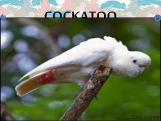 COCKATOO
 