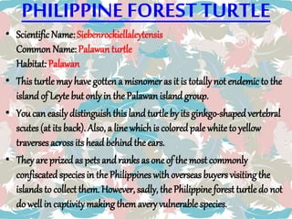 PHILIPPINE FORESTTURTLE
• Scientific Name: Siebenrockiellaleytensis
Common Name: Palawan turtle
Habitat: Palawan
• This turtle may have gotten a misnomeras it is totally not endemic to the
island of Leyte but only in the Palawan island group.
• You can easily distinguishthisland turtle by its ginkgo-shaped vertebral
scutes (at its back). Also, a line which is colored pale white to yellow
traversesacross its head behind the ears.
• They are prized as petsand ranks as one of the most commonly
confiscatedspecies in the Philippineswithoverseas buyers visitingthe
islands to collect them. However, sadly, the Philippine forest turtle do not
do well in captivity making them avery vulnerable species.
 