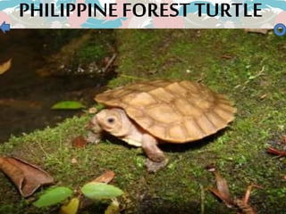 PHILIPPINE FORESTTURTLE
 