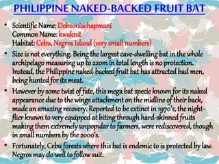 PHILIPPINENAKED-BACKED FRUIT BAT
• Scientific Name: Dobsoniachapmani
Common Name: kwaknit
Habitat: Cebu, NegrosIsland (very small numbers)
• Size is not everything. Beingthe largest cave-dwellingbat in the whole
archipelago measuring up to 220min total lengthis no protection.
Instead, the Philippine naked-backed fruit bat has attracted bad men,
beinghunted for its meat.
• However by some twist of fate, thismegabat specie known for its naked
appearance due to the wingsattachment on the midline of their back,
made an amazing recovery. Reported to be extinct in 1970’s, the night-
flier known to veryequippedat biting through hard-skinned fruits
making themextremely unpopularto farmers, were rediscovered, though
in small numbers by the 2000’s.
• Fortunately, Cebu forestswhere this bat is endemic to is protected by law.
Negros may do well to followsuit.
 