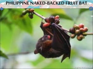 PHILIPPINENAKED-BACKED FRUIT BAT
 