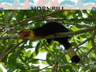 HORNBILL
 