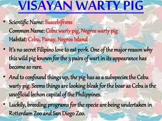 VISAYAN WARTY PIG
• Scientific Name: Suscebifrons
Common Name: Cebuwarty pig, Negros warty pig
Habitat: Cebu, Panay, Negros Island
• It’s no secret Filipino love to eat pork. One of the major reason why
this wild pig known for the 3 pairs of wart in its appearance has
become so rare.
• And to confound things up, the pig has as a subspecies the Cebu
warty pig. Seems things are looking bleak for the boaras Cebuis the
unofficial lechon capital of the Philippines.
• Luckily, breeding programs for the specie are being undertaken in
RotterdamZoo and San Diego Zoo.
 