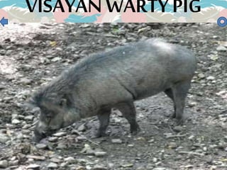 VISAYAN WARTY PIG
 
