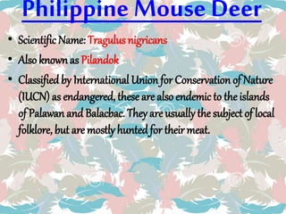 Philippine Mouse Deer
• Scientific Name: Tragulus nigricans
• Also known as Pilandok
• Classified by International Union for Conservation of Nature
(IUCN) as endangered, these are also endemic to the islands
of Palawanand Balacbac. They are usually the subject of local
folklore, but are mostly hunted for their meat.
 