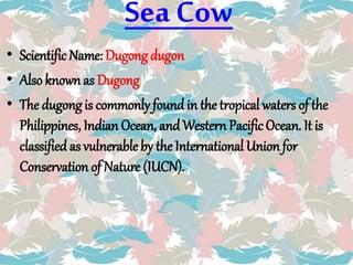 Sea Cow
• Scientific Name: Dugong dugon
• Also known as Dugong
• The dugong is commonlyfound in the tropical waters of the
Philippines, Indian Ocean, and WesternPacific Ocean. It is
classified as vulnerable by the International Union for
Conservation of Nature (IUCN).
 