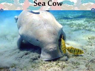 Sea Cow
 
