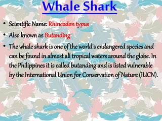 Whale Shark
• Scientific Name: Rhincodon typus
• Also known as Butanding
• The whale shark is one of the world's endangered species and
can be found in almost all tropical waters around the globe. In
the Philippines it is called butanding and is listed vulnerable
by the International Union for Conservation of Nature (IUCN).
 