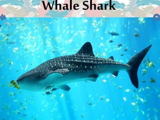 Whale Shark
 