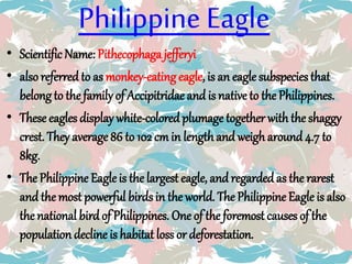 Philippine Eagle
• Scientific Name: Pithecophaga jefferyi
• also referred to as monkey-eatingeagle, is an eagle subspecies that
belongto the familyof Accipitridae and is native to the Philippines.
• These eagles display white-colored plumage together withthe shaggy
crest. They average 86 to 102 cmin lengthand weigharound 4.7 to
8kg.
• The Philippine Eagleis the largest eagle, and regardedas the rarest
and themost powerful birds in the world. The Philippine Eagle is also
the national birdof Philippines. One of the foremost causes of the
population decline is habitat loss or deforestation.
 