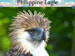 Philippine Eagle
 