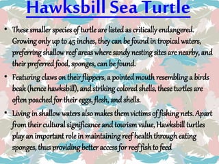 Hawksbill SeaTurtle
• These smaller species of turtle are listed as critically endangered.
Growing only up to 45 inches, they can be found in tropical waters,
preferring shallow reef areas where sandy nesting sites are nearby, and
their preferred food, sponges, can be found.
• Featuring claws on their flippers, a pointed mouth resembling a birds
beak (hence hawksbill), and striking colored shells, these turtles are
often poached for their eggs, flesh, and shells.
• Living in shallowwaters also makes them victims of fishing nets. Apart
from their cultural significance and tourism value, Hawksbill turtles
play an important role in maintaining reef health through eating
sponges, thus providing better access for reef fish to feed
 