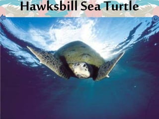 Hawksbill SeaTurtle
 