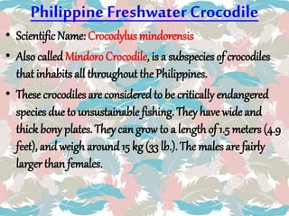 Philippine Freshwater Crocodile
• ScientificName: Crocodylus mindorensis
• Also calledMindoro Crocodile, is a subspecies of crocodiles
that inhabits all throughout the Philippines.
• These crocodiles are consideredto be critically endangered
species due to unsustainable fishing. They have wide and
thick bony plates. They can grow to a length of 1.5 meters (4.9
feet), andweigh around15 kg (33 lb.). The males are fairly
larger than females.
 